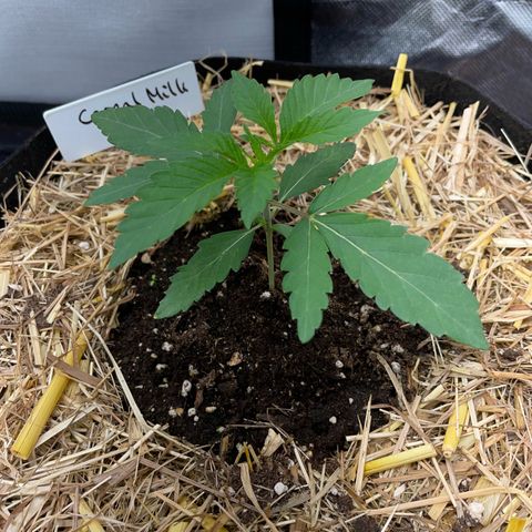 Cereal Milk Fem by KilliczGe growlog timeline photo