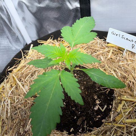 Girl Scout Cookies Fem by KilliczGe growlog timeline photo