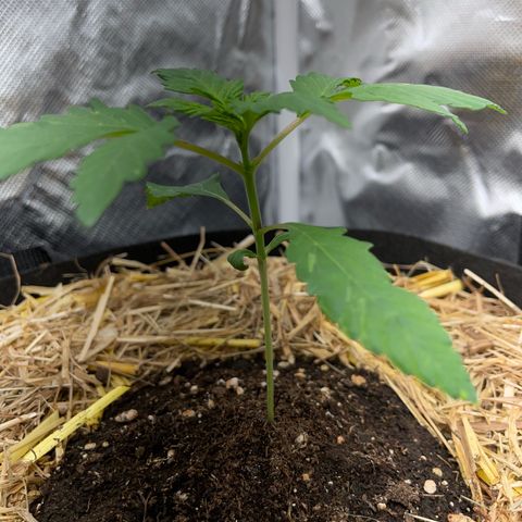 Girl Scout Cookies Fem by KilliczGe growlog timeline photo