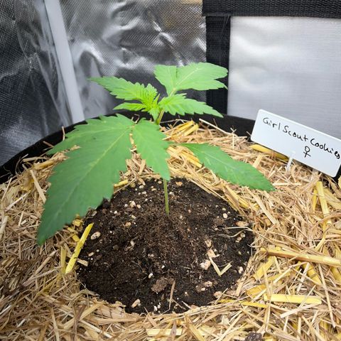 Girl Scout Cookies Fem by KilliczGe growlog timeline photo