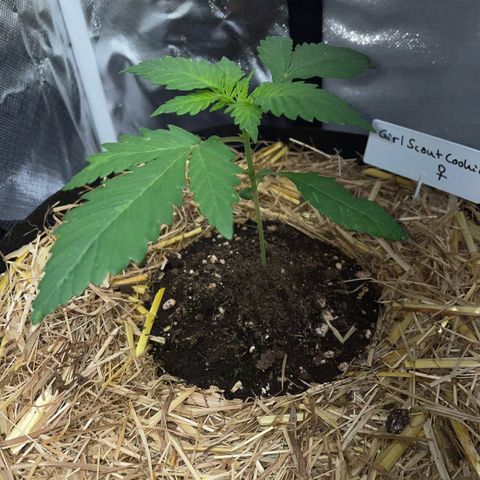 Girl Scout Cookies Fem by KilliczGe growlog timeline photo