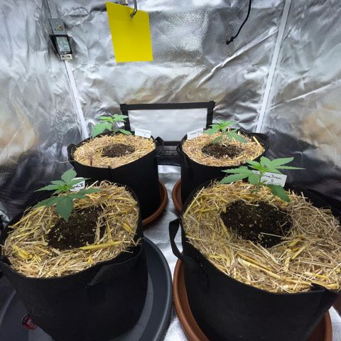 Girl Scout Cookies Fem by KilliczGe growlog timeline photo