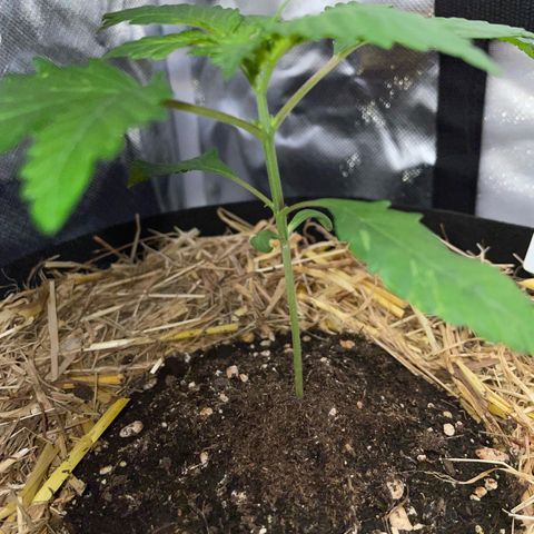 Girl Scout Cookies Fem by KilliczGe growlog timeline photo