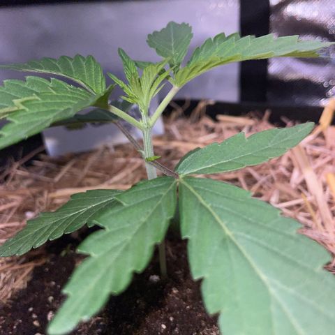 Cereal Milk Fem by KilliczGe growlog timeline photo