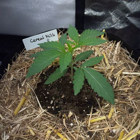 Cereal Milk Fem by KilliczGe growlog timeline photo