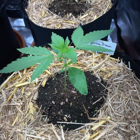 Tangerine Dream Fem by KilliczGe growlog timeline photo