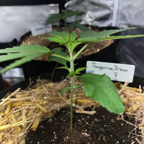 Tangerine Dream Fem by KilliczGe growlog timeline photo