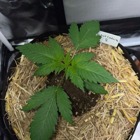 Girl Scout Cookies Fem by KilliczGe growlog timeline photo
