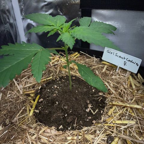 Girl Scout Cookies Fem by KilliczGe growlog timeline photo