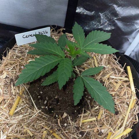 Cereal Milk Fem by KilliczGe growlog timeline photo