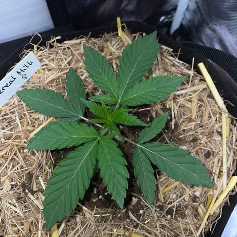 Cereal Milk Fem by KilliczGe growlog timeline photo