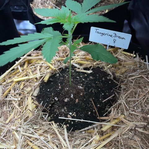 Tangerine Dream Fem by KilliczGe growlog timeline photo