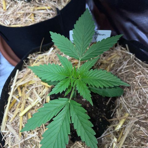 Tangerine Dream Fem by KilliczGe growlog timeline photo
