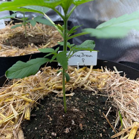 Tangerine Dream Fem by KilliczGe growlog timeline photo