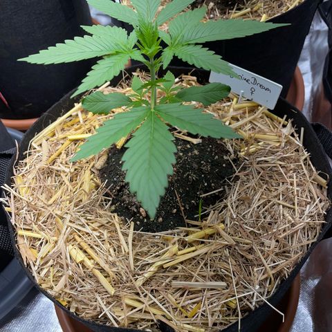 Tangerine Dream Fem by KilliczGe growlog timeline photo