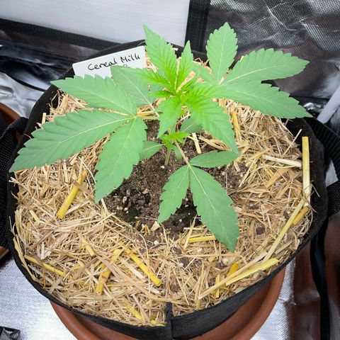 Cereal Milk Fem by KilliczGe growlog timeline photo