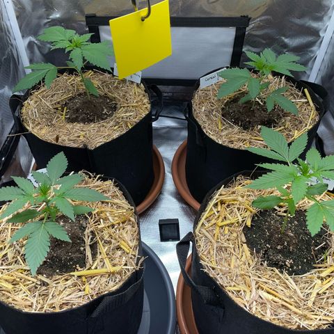 Girl Scout Cookies Fem by KilliczGe growlog timeline photo