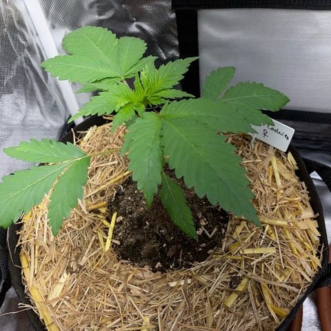 Girl Scout Cookies Fem by KilliczGe growlog timeline photo