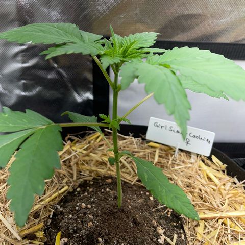 Girl Scout Cookies Fem by KilliczGe growlog timeline photo