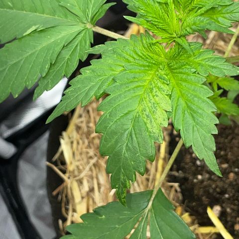 Girl Scout Cookies Fem by KilliczGe growlog timeline photo