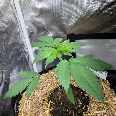 Girl Scout Cookies Fem by KilliczGe growlog timeline photo