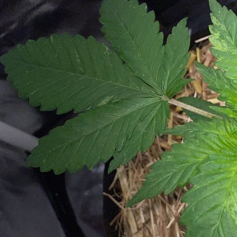 Girl Scout Cookies Fem by KilliczGe growlog timeline photo