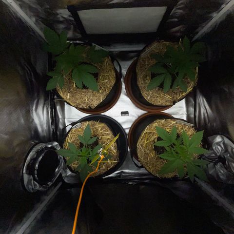 Girl Scout Cookies Fem by KilliczGe growlog timeline photo