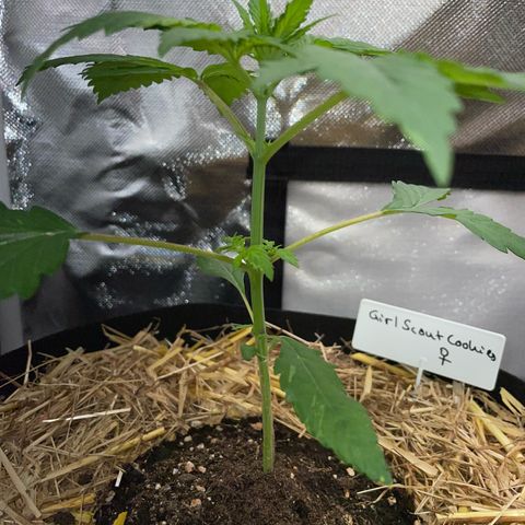 Girl Scout Cookies Fem by KilliczGe growlog timeline photo