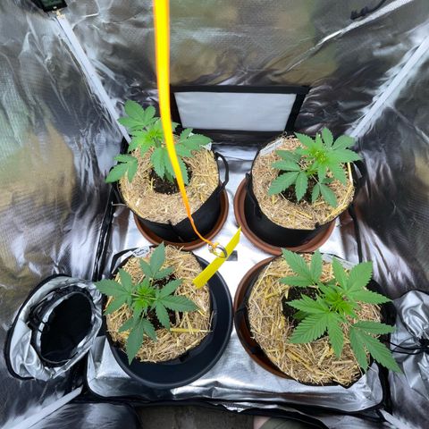 Girl Scout Cookies Fem by KilliczGe growlog timeline photo