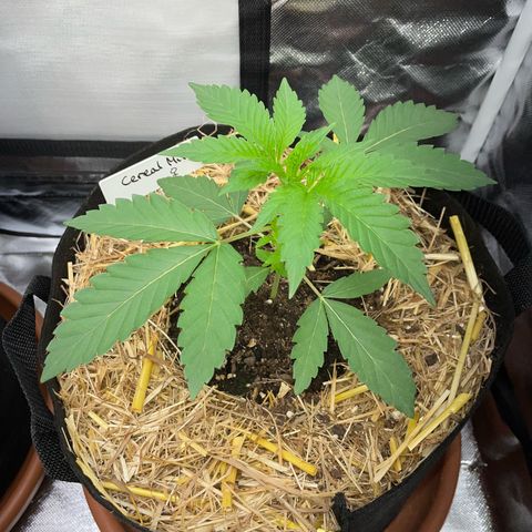 Cereal Milk Fem by KilliczGe growlog timeline photo