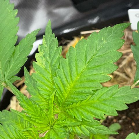 Girl Scout Cookies Fem by KilliczGe growlog timeline photo