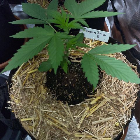 Tangerine Dream Fem by KilliczGe growlog timeline photo