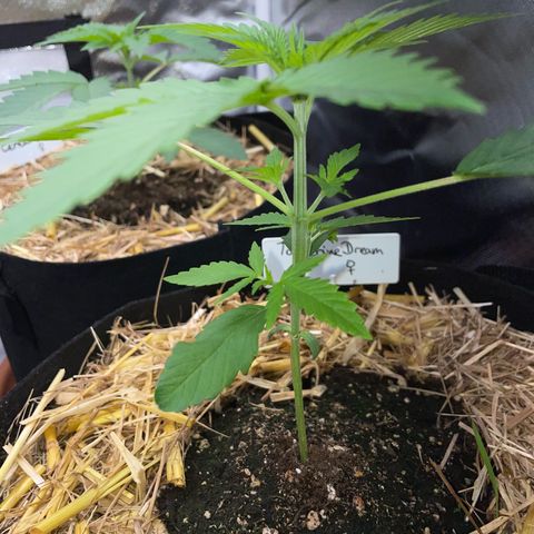 Tangerine Dream Fem by KilliczGe growlog timeline photo