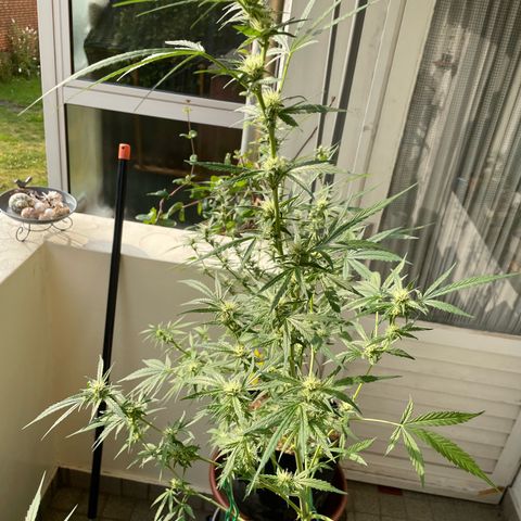 Late Outdoor season 25 - turned inside :D 1 AK48#2 auto  growlog photo