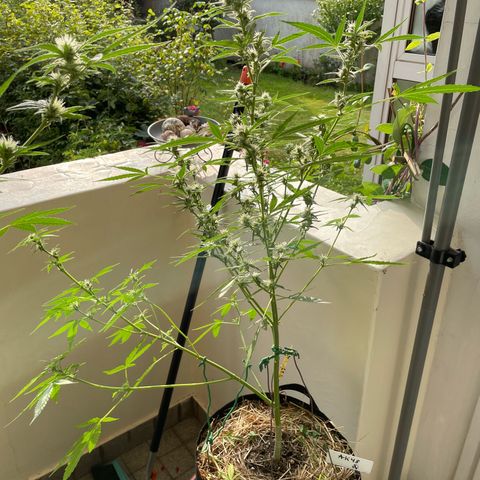 Late Outdoor season 25 - turned inside :D 1 AK48#2 auto  growlog photo