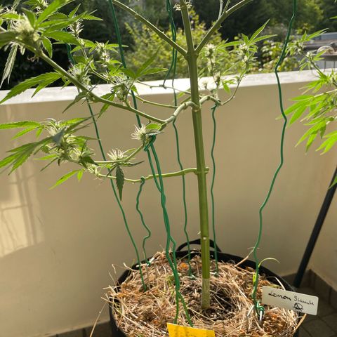 Late Outdoor season 25 - turned inside :D 1 AK48#2 auto  growlog photo
