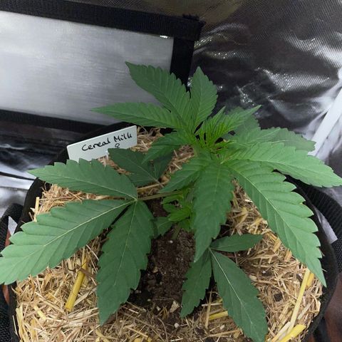 Cereal Milk Fem by KilliczGe growlog timeline photo