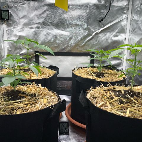 Tangerine Dream Fem by KilliczGe growlog timeline photo