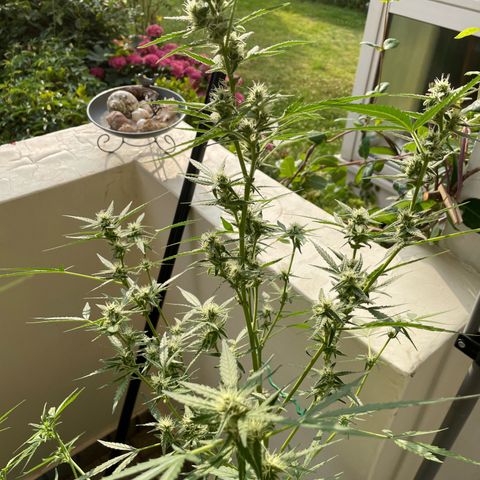 Late Outdoor season 25 - turned inside :D 1 AK48#2 auto  growlog photo