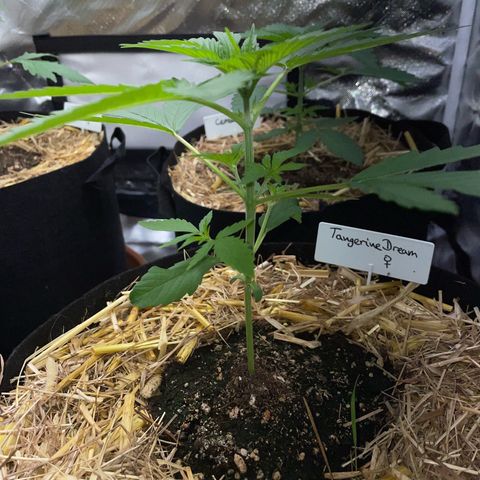 Tangerine Dream Fem by KilliczGe growlog timeline photo