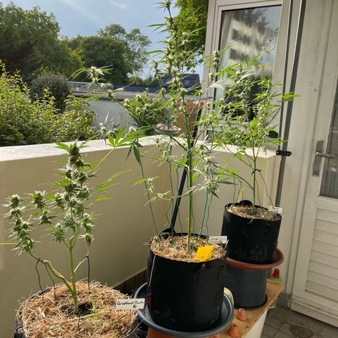 Late Outdoor season 25 - turned inside :D 1 AK48#2 auto  growlog photo