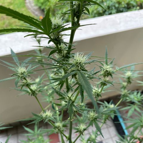 Late Outdoor season 25 - turned inside :D 1 AK48#2 auto  growlog timeline photo