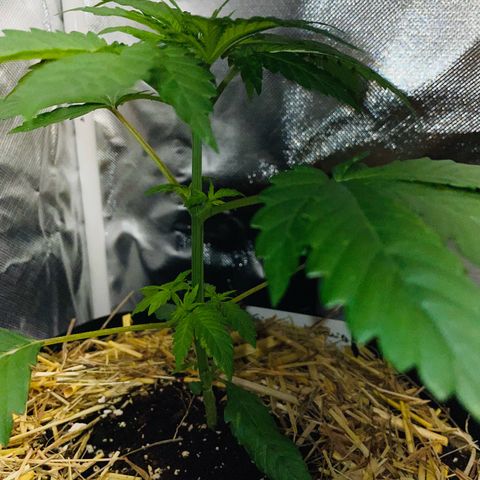 Girl Scout Cookies Fem by KilliczGe growlog timeline photo