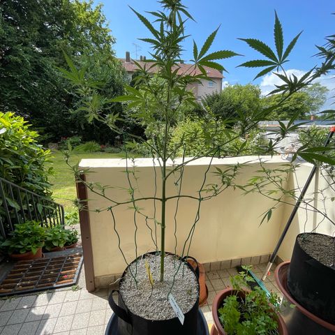 Late Outdoor season 25 - turned inside :D 1 AK48#2 auto  growlog timeline photo