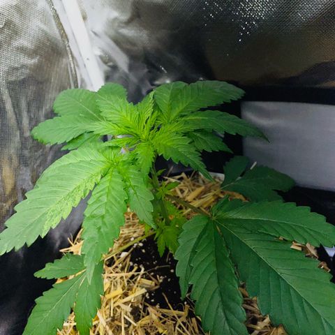 Girl Scout Cookies Fem by KilliczGe growlog timeline photo