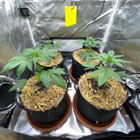 Girl Scout Cookies Fem by KilliczGe growlog timeline photo