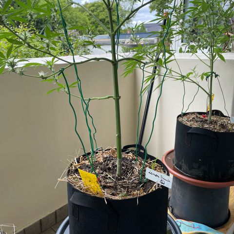 Late Outdoor season 25 - turned inside :D 1 AK48#2 auto  growlog timeline photo