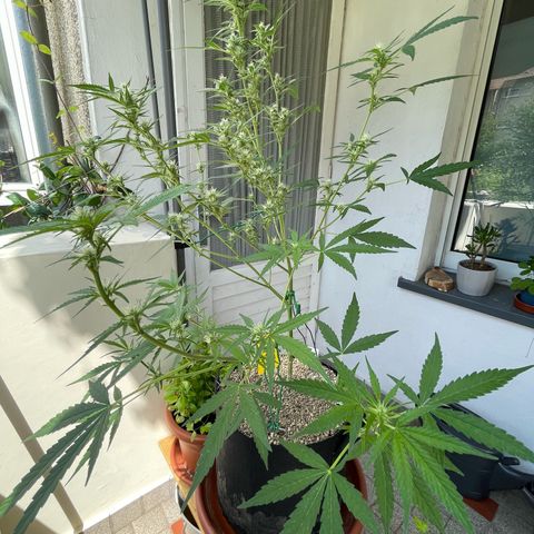 Late Outdoor season 25 - turned inside :D 1 AK48#2 auto  growlog timeline photo