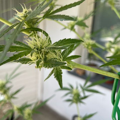 Late Outdoor season 25 - turned inside :D 1 AK48#2 auto  growlog timeline photo