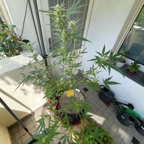 Late Outdoor season 25 - turned inside :D 1 AK48#2 auto  growlog timeline photo